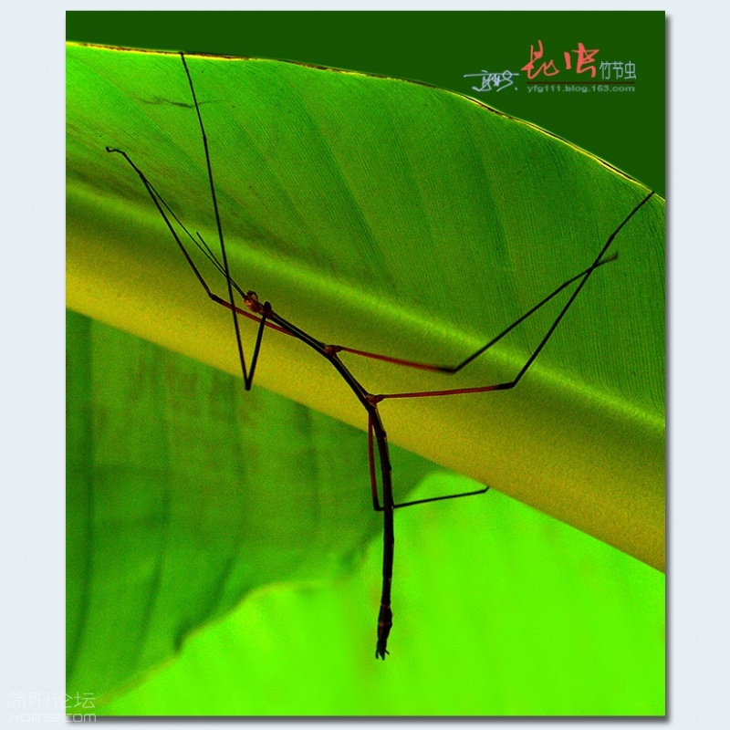 竹节虫——11.jpg