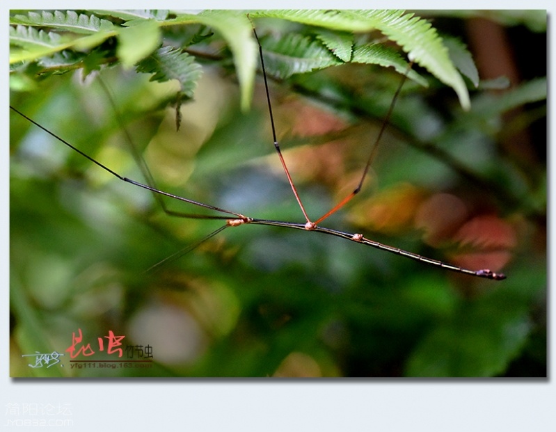 竹节虫——13.jpg