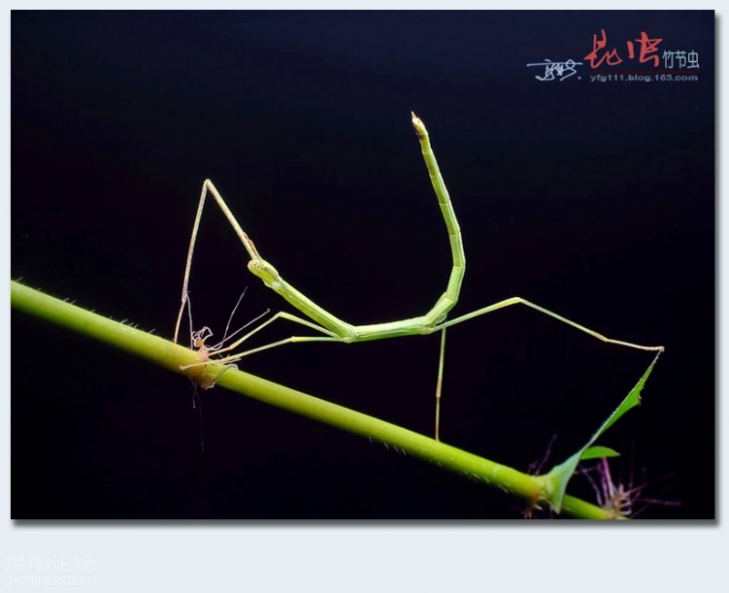 竹节虫——24.jpg