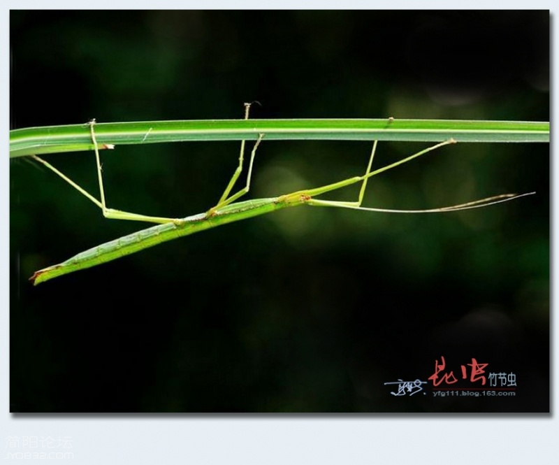 竹节虫——25.jpg