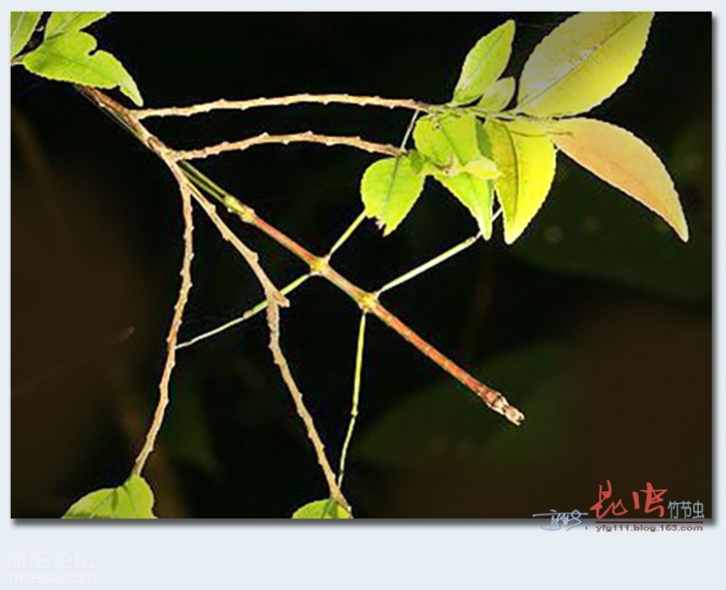 竹节虫——27.jpg