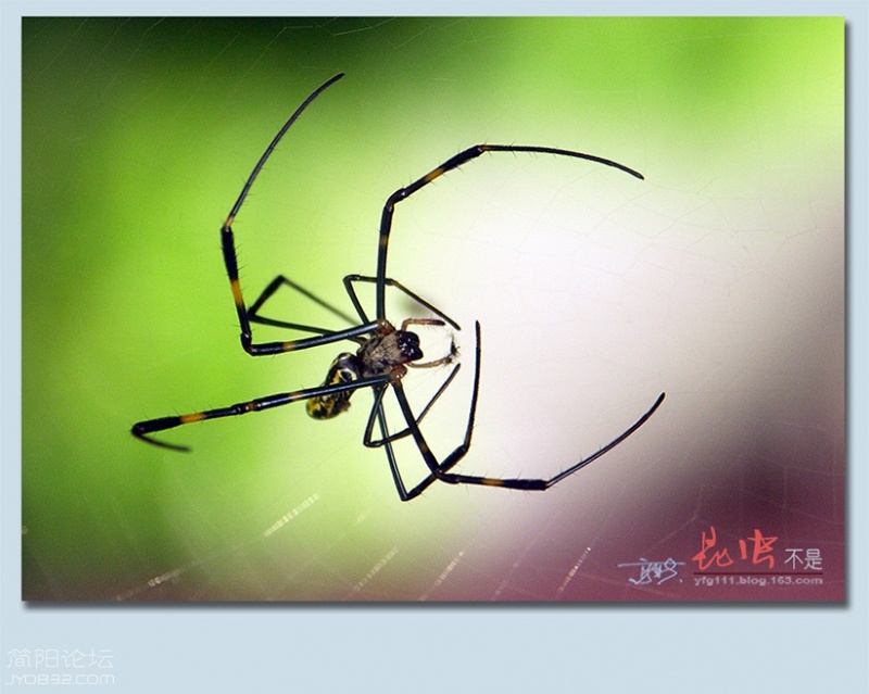 蜘蛛——03.jpg