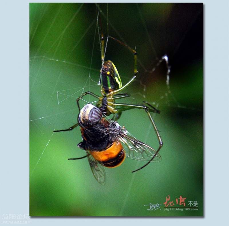 蜘蛛——04.jpg
