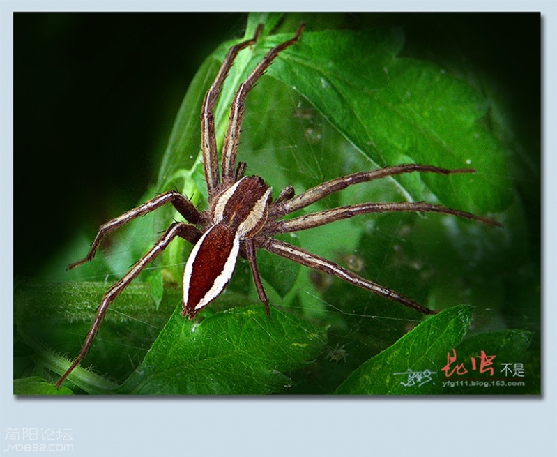蜘蛛——05.jpg