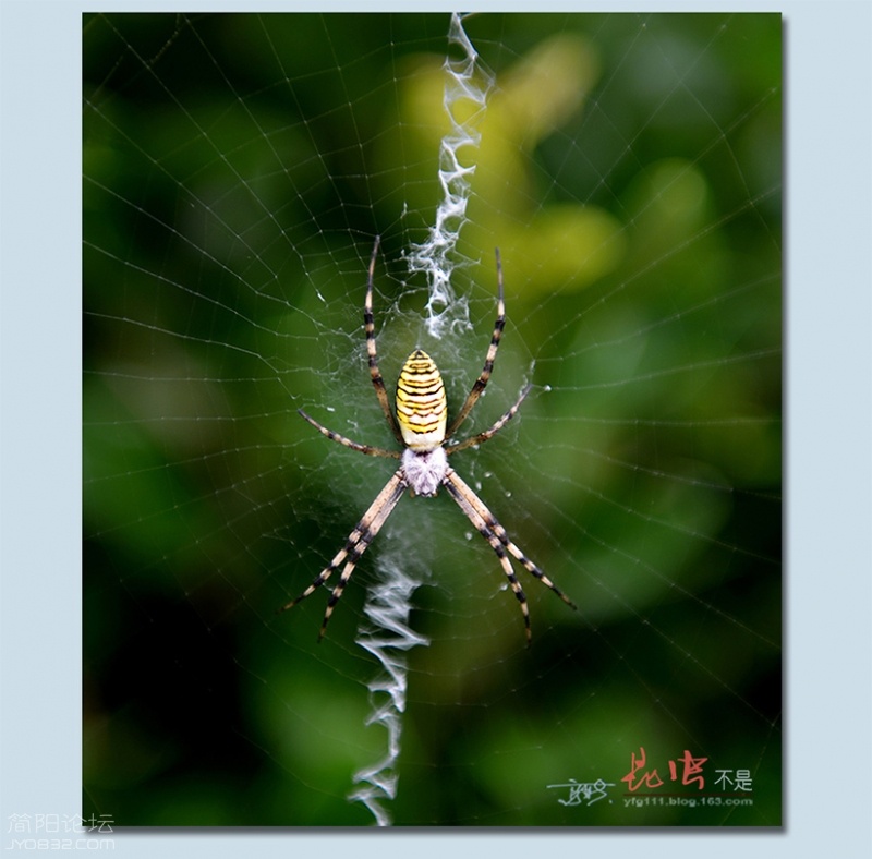 蜘蛛——07.jpg