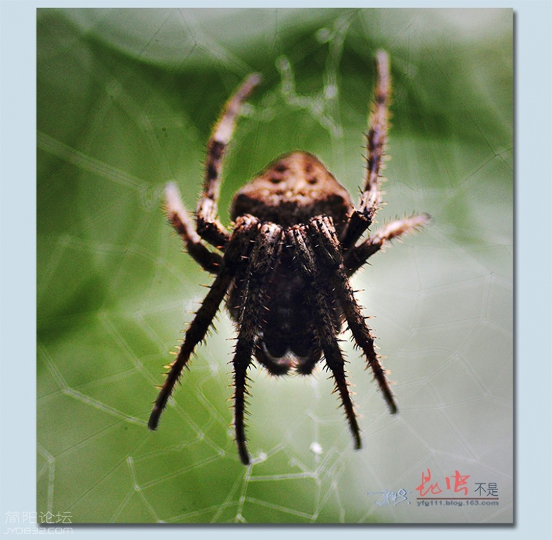 蜘蛛——08.jpg