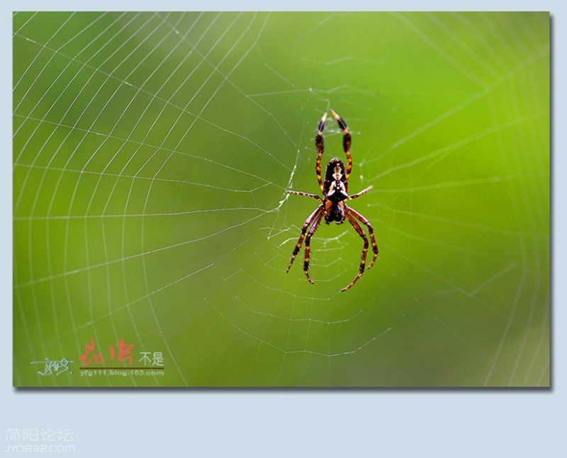 蜘蛛——10.jpg