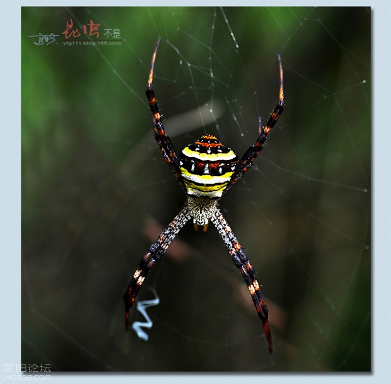 蜘蛛——11.jpg