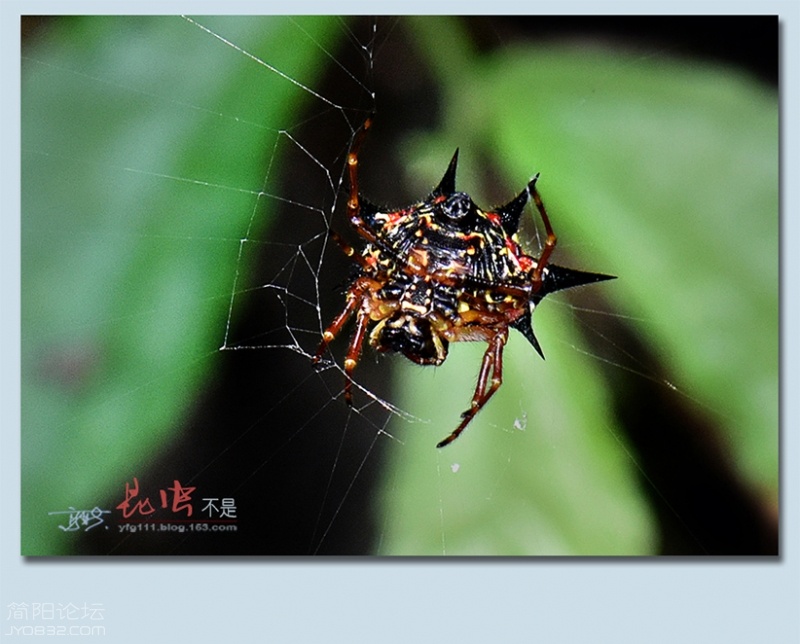 蜘蛛——16.jpg