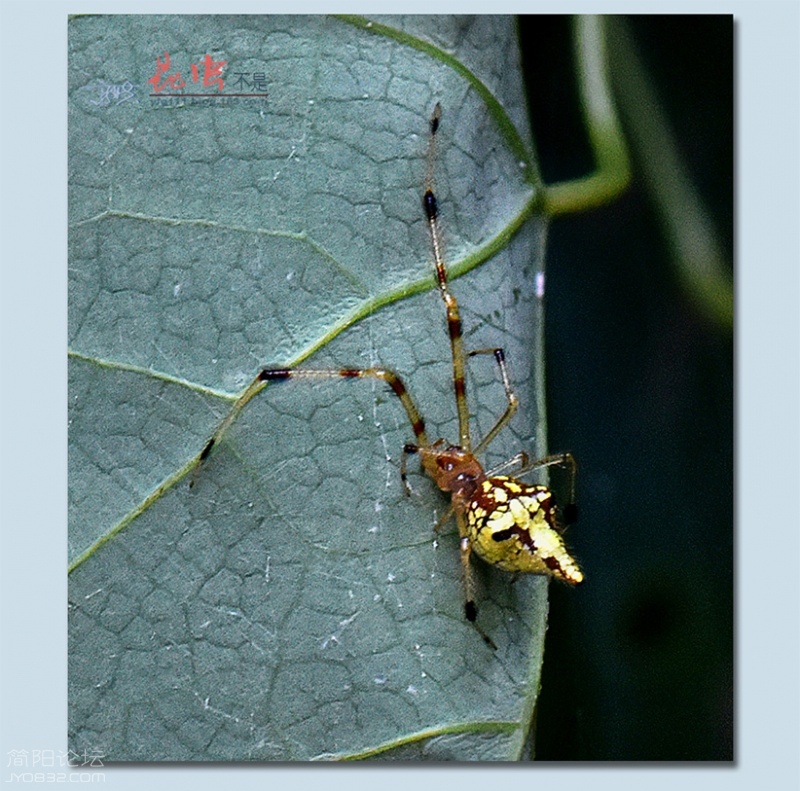 蜘蛛——17.jpg