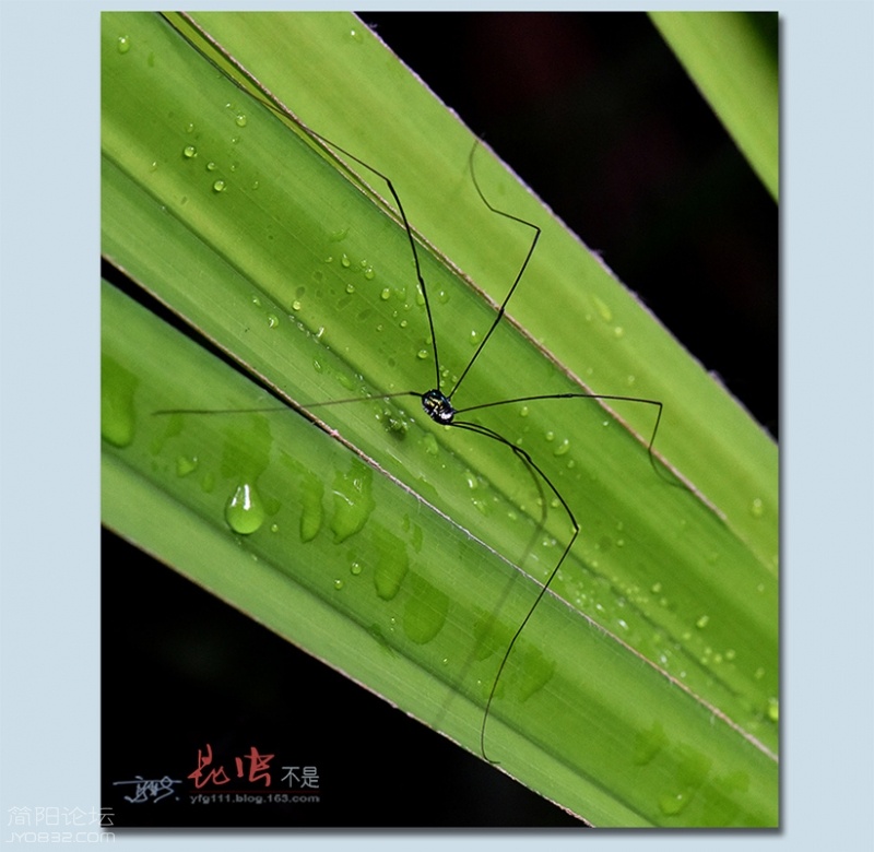 蜘蛛——20.jpg