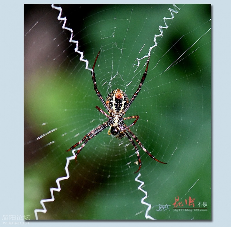 蜘蛛——21.jpg