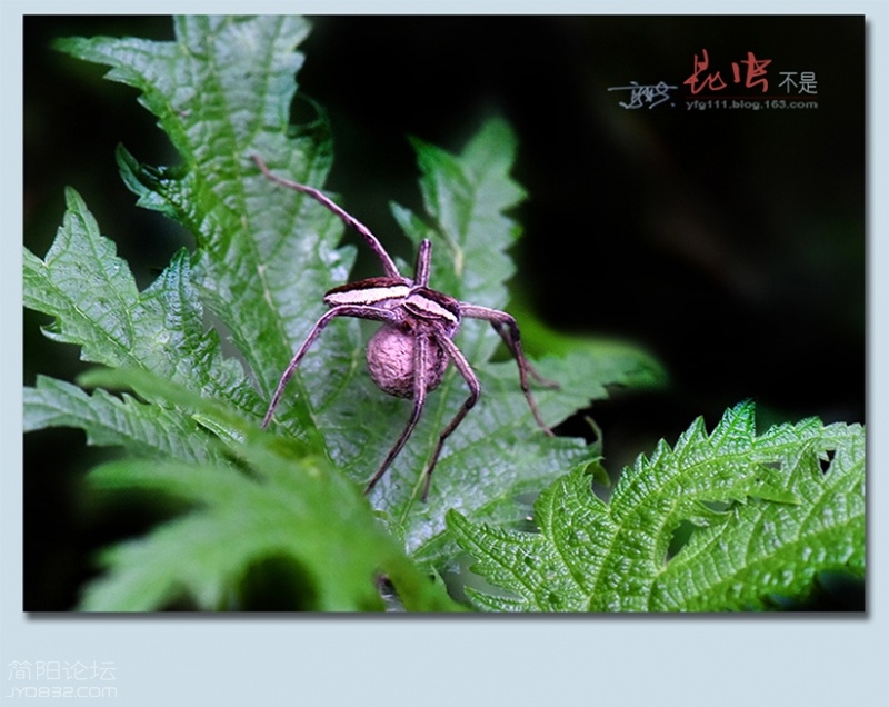 蜘蛛——25.jpg