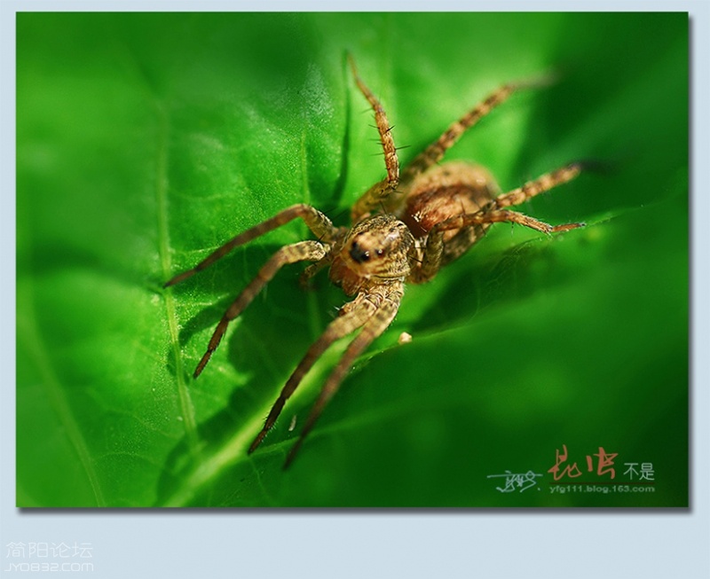 蜘蛛——27.jpg