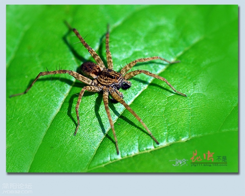 蜘蛛——28.jpg