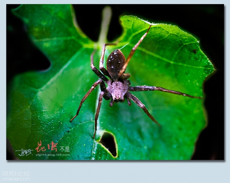 蜘蛛——31.jpg