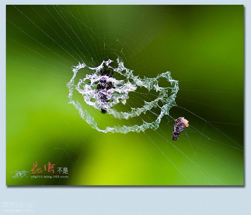 蜘蛛——32.jpg