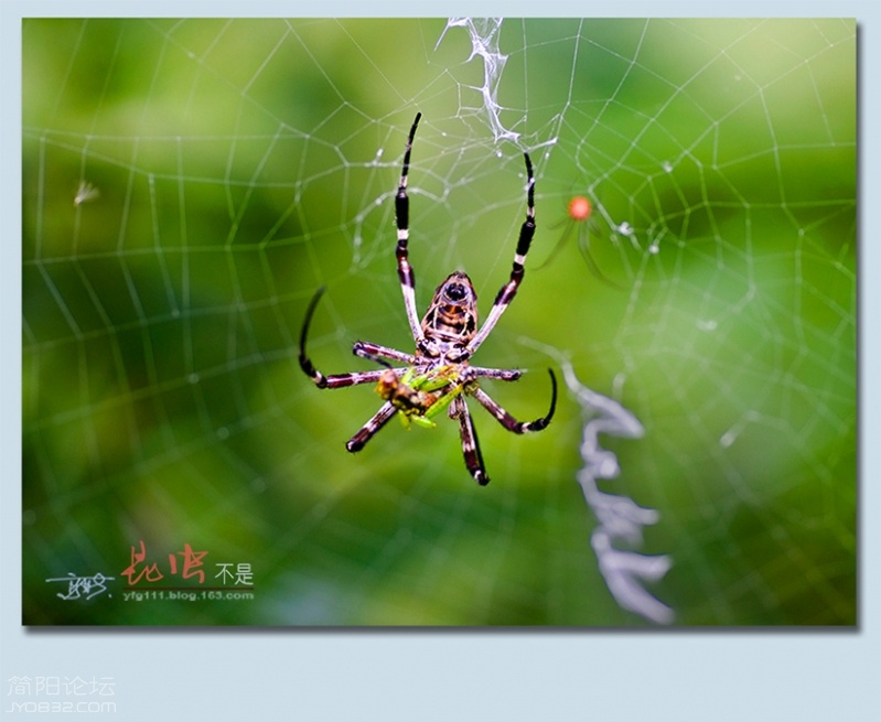 蜘蛛——33.jpg