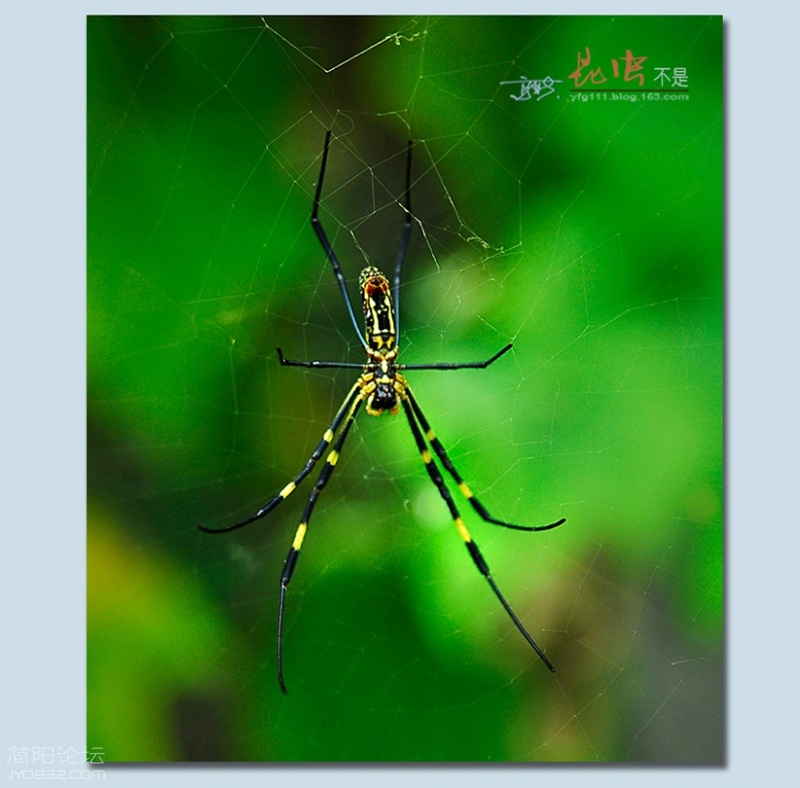 蜘蛛——34.jpg