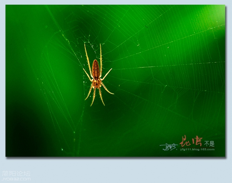 蜘蛛——35.jpg