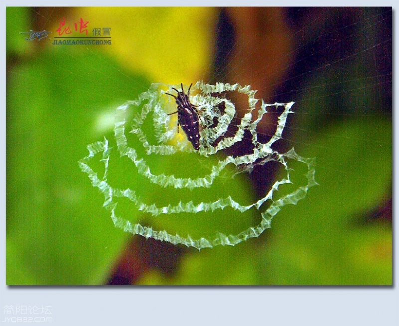 蜘蛛——02.jpg