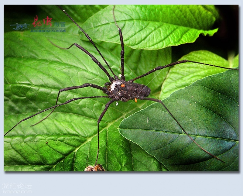 蜘蛛——04.jpg