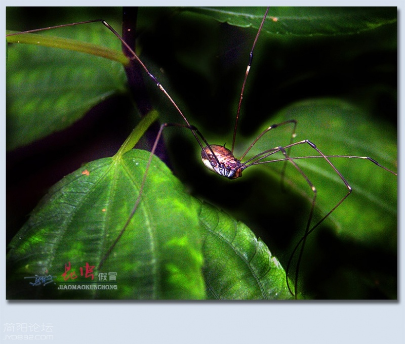 蜘蛛——05.jpg