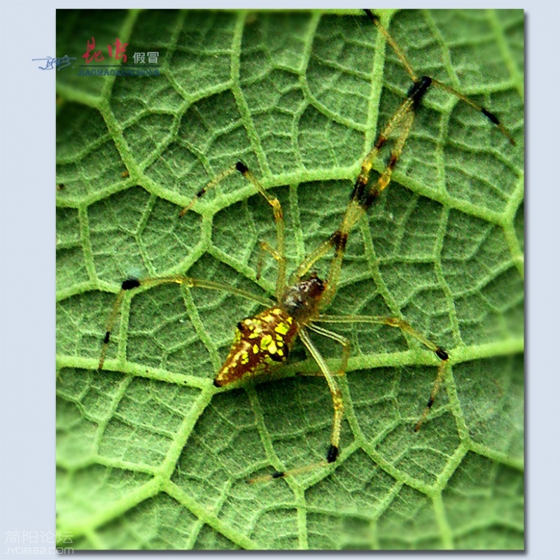 蜘蛛——07.jpg