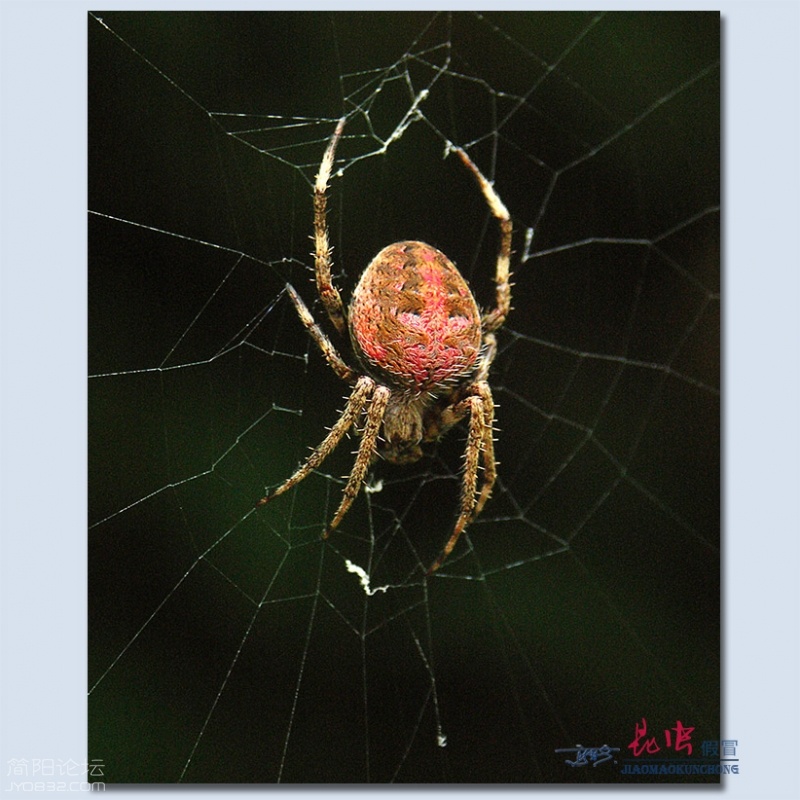 蜘蛛——09.jpg