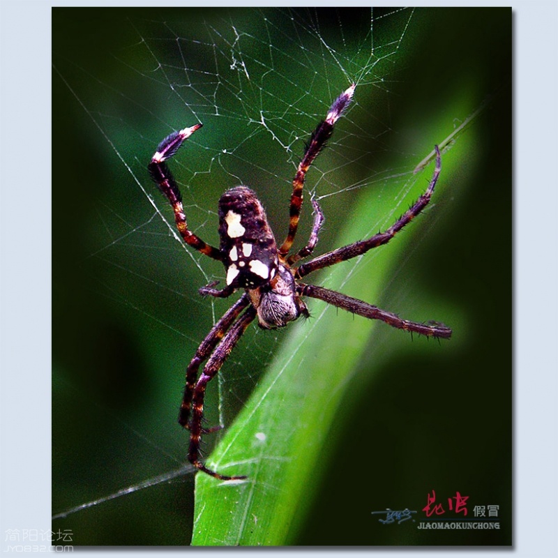 蜘蛛——19.jpg