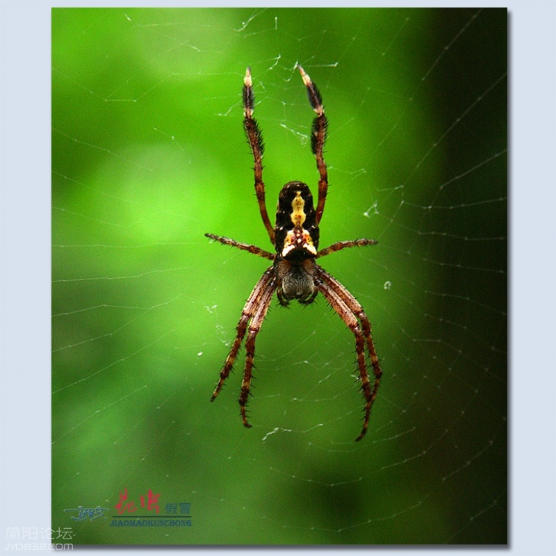 蜘蛛——22.jpg