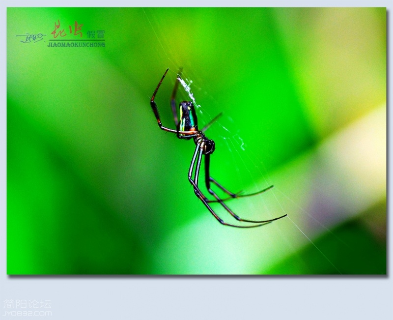 蜘蛛——32.jpg
