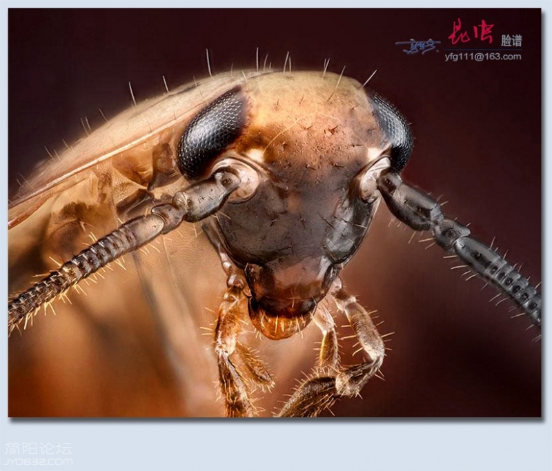 昆虫脸谱——01.jpg