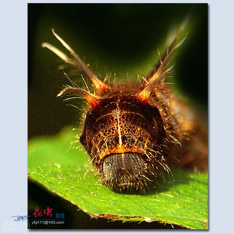 昆虫脸谱——02.jpg