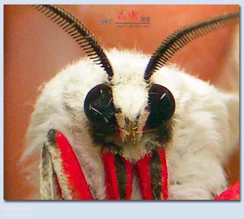 昆虫脸谱——03.jpg