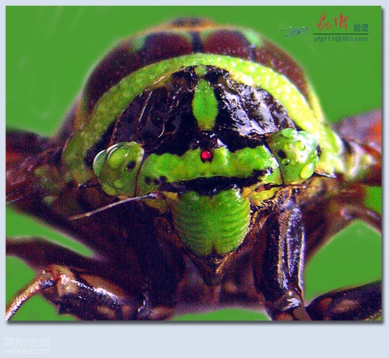 昆虫脸谱——05.jpg