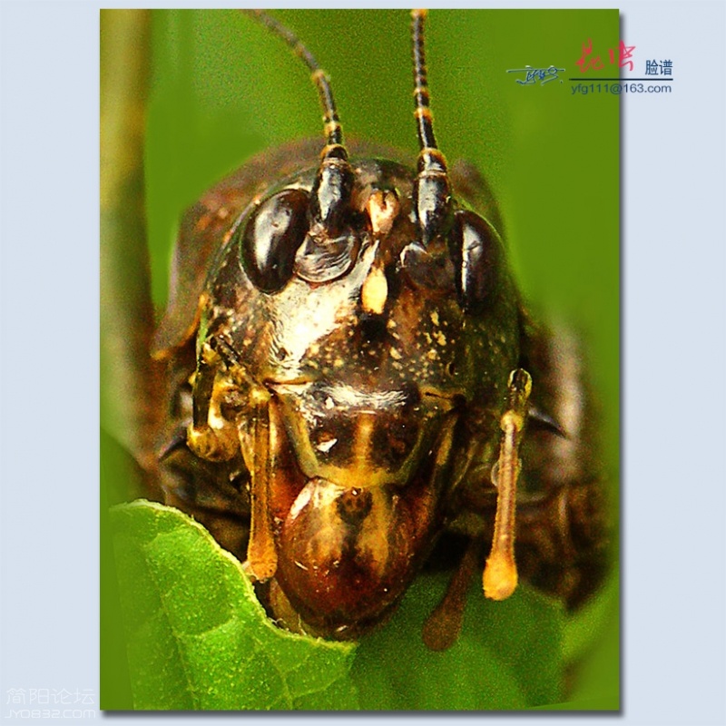 昆虫脸谱——10.jpg