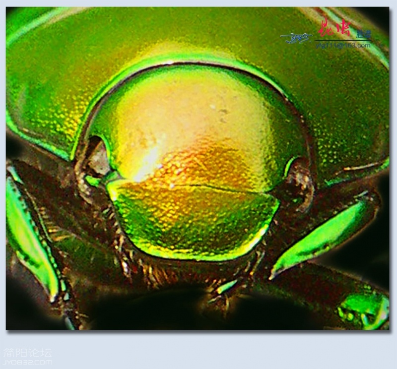 昆虫脸谱——11.jpg