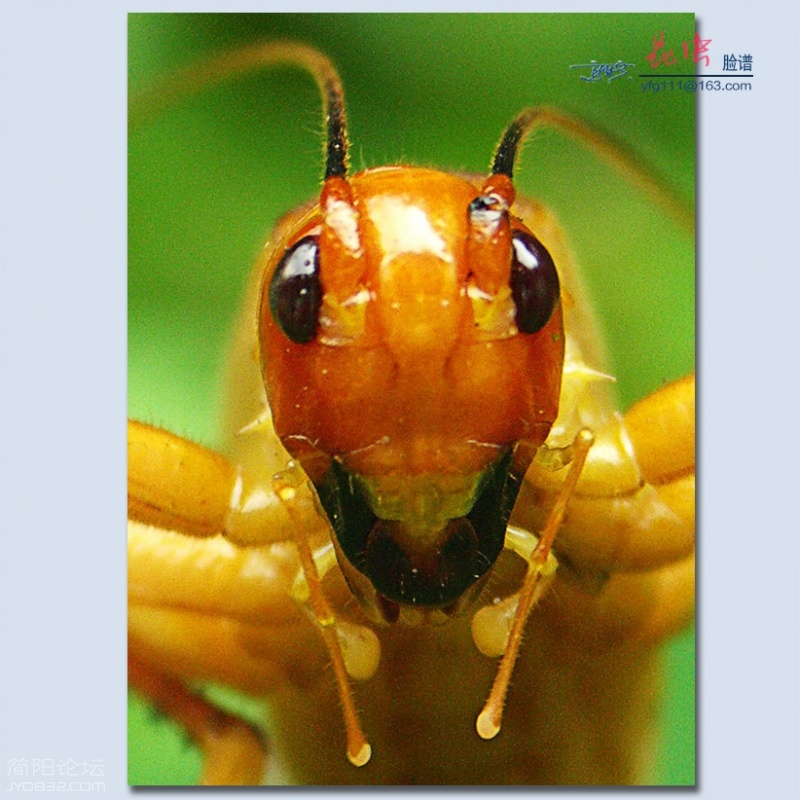 昆虫脸谱——14.jpg