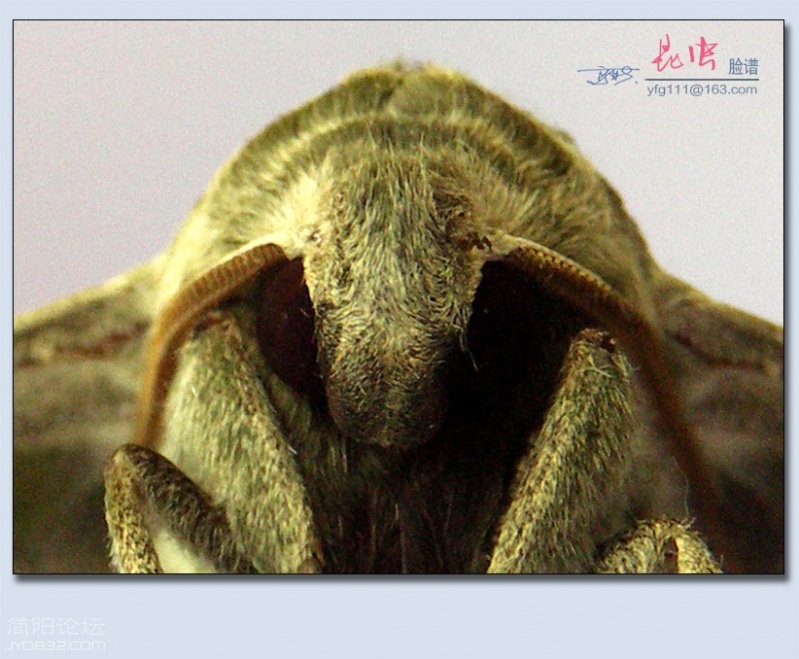 昆虫脸谱——16.jpg