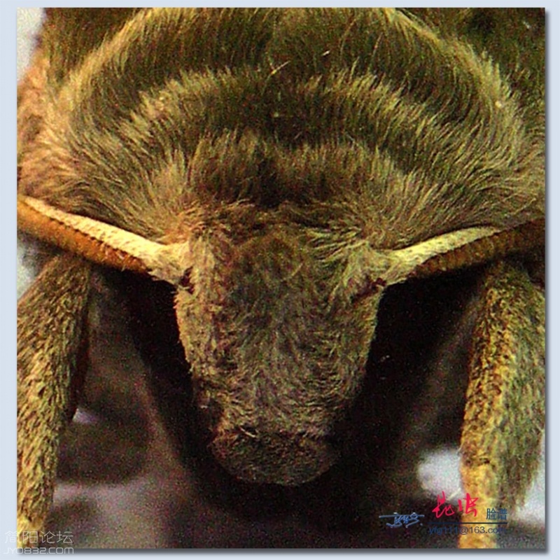 昆虫脸谱——17.jpg