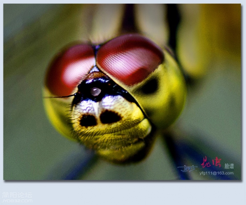 昆虫脸谱——24.jpg