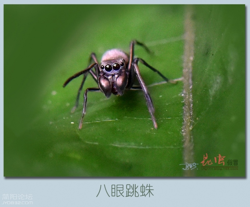 蜘蛛（三）——01.jpg