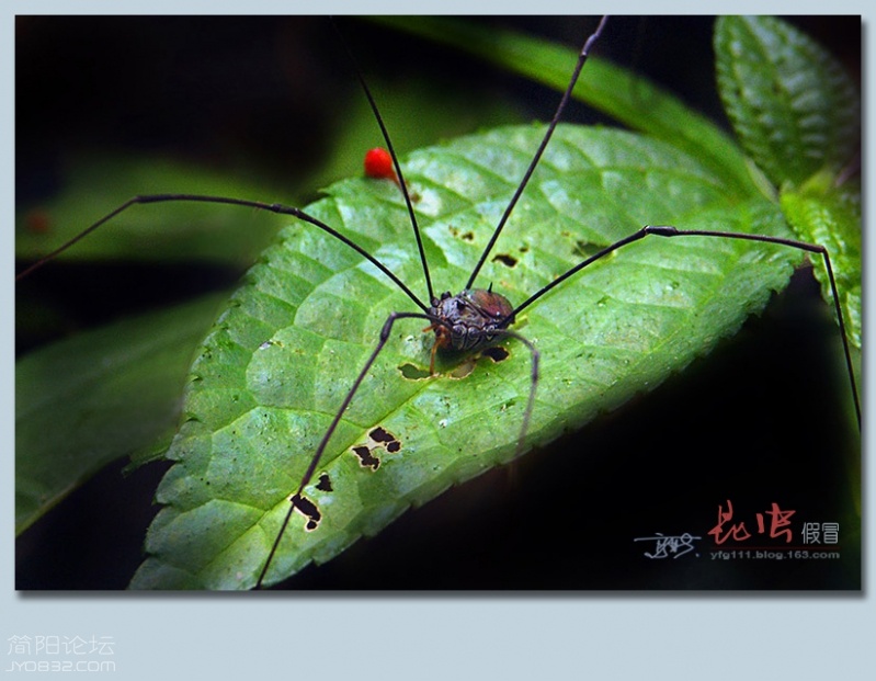 蜘蛛（三）——06.jpg