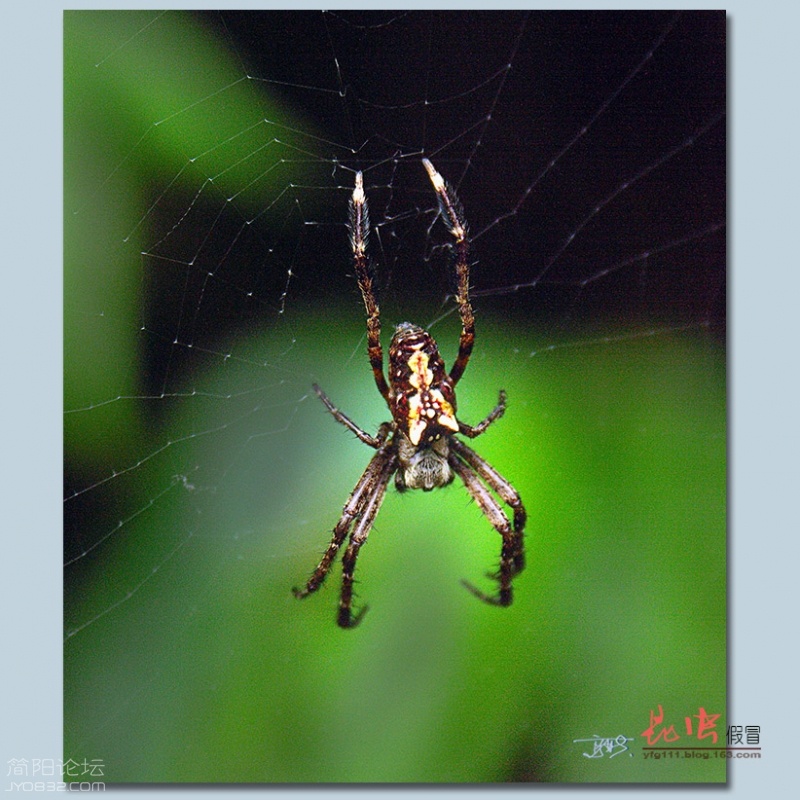 蜘蛛（三）——09.jpg
