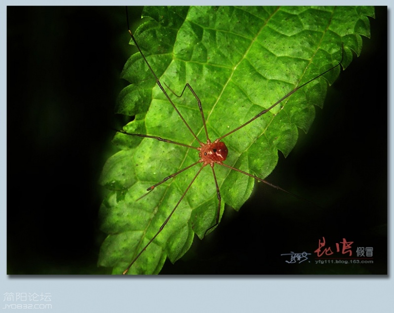 蜘蛛（三）——11.jpg