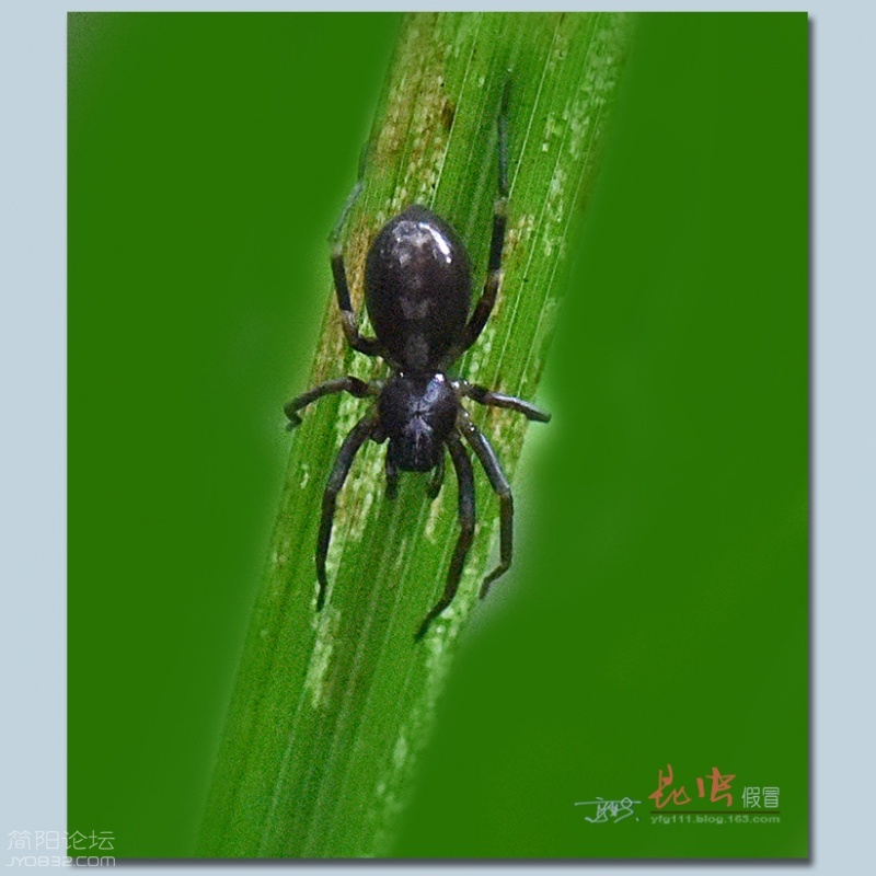 蜘蛛（三）——15.jpg