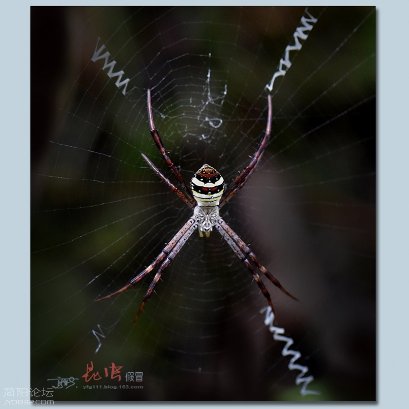 蜘蛛（三）——19.jpg
