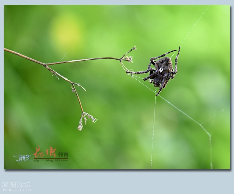 蜘蛛（三）——22.jpg
