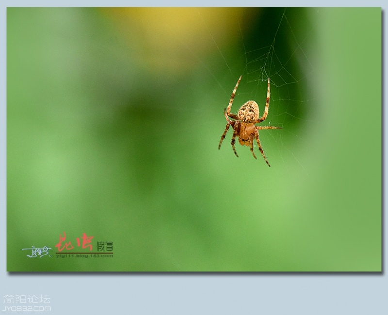 蜘蛛（三）——23.jpg